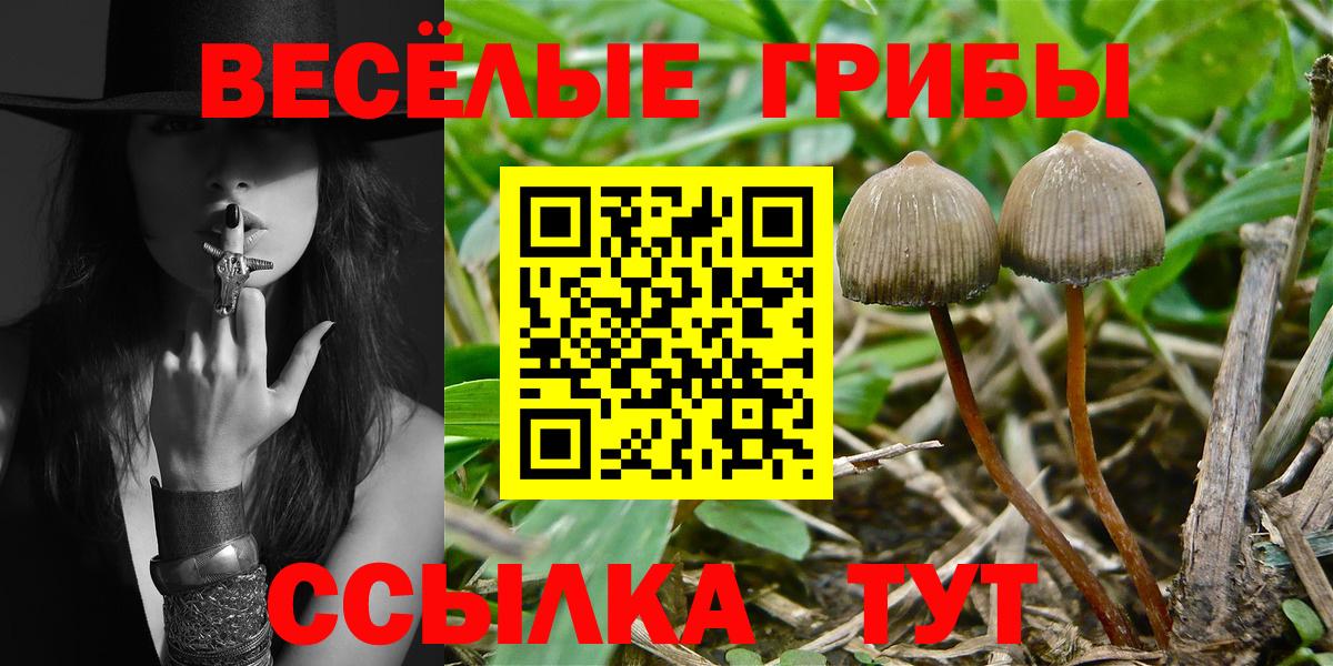Галлюциногенные грибы Psilocybe  Вход с VPN  Галлюциногенные грибы Psilocybe  Топки 